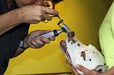 AUSCULTATION 284